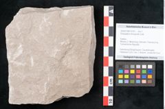 Foto (Objekt + Etikett) von Dictyopteris brongniarti Gutb. (NHMW-GEO-2024-0188-10781)